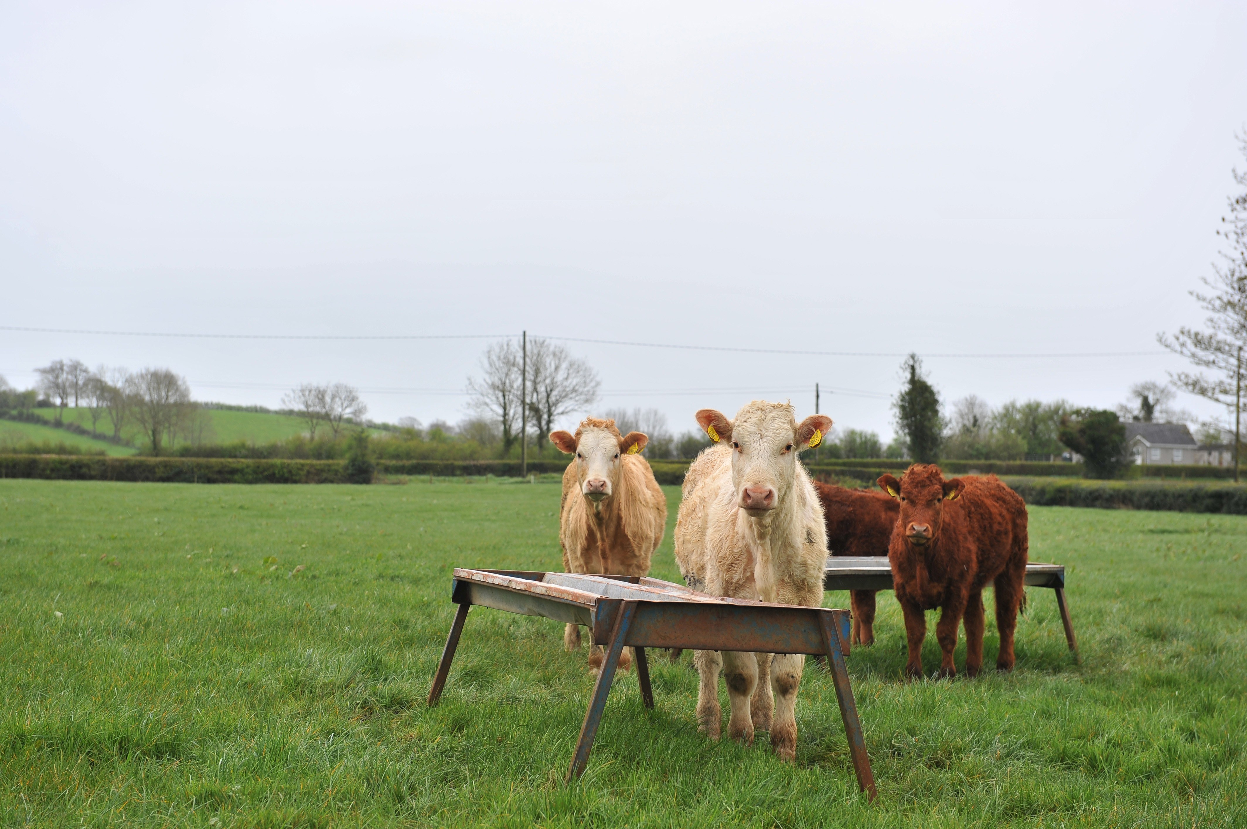 Cows in a green field
