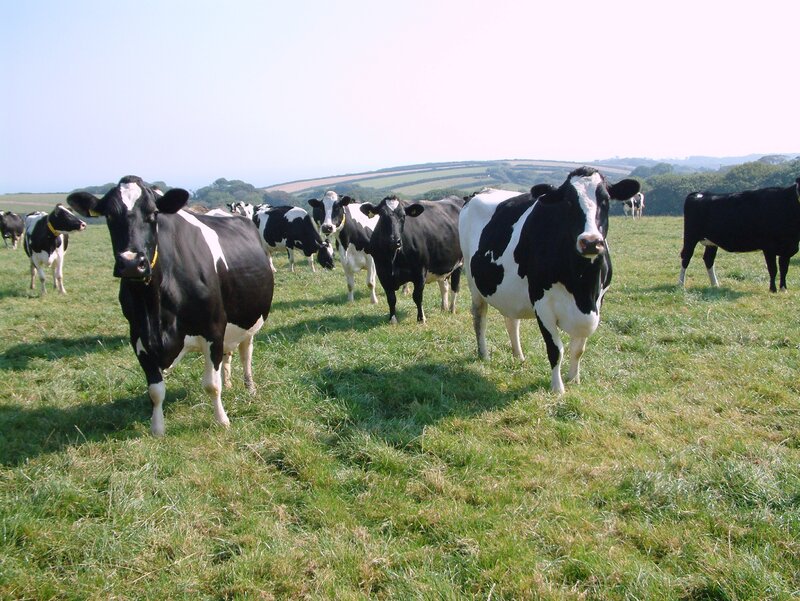 Cows in a green pasture