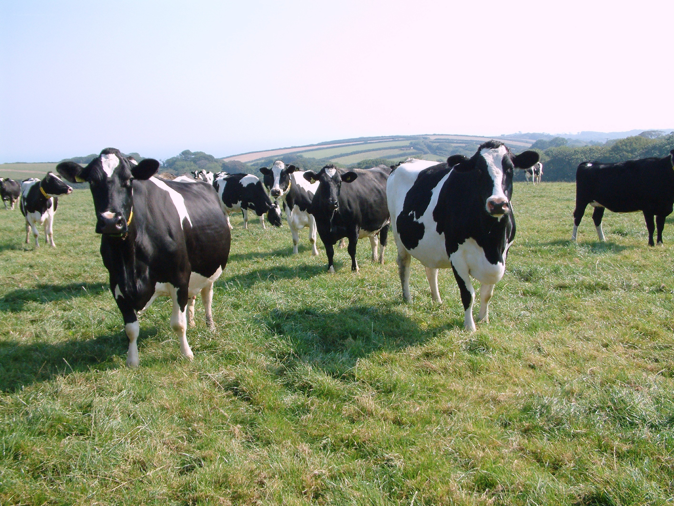 Cows in a green pasture