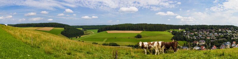 Cows in a green valley