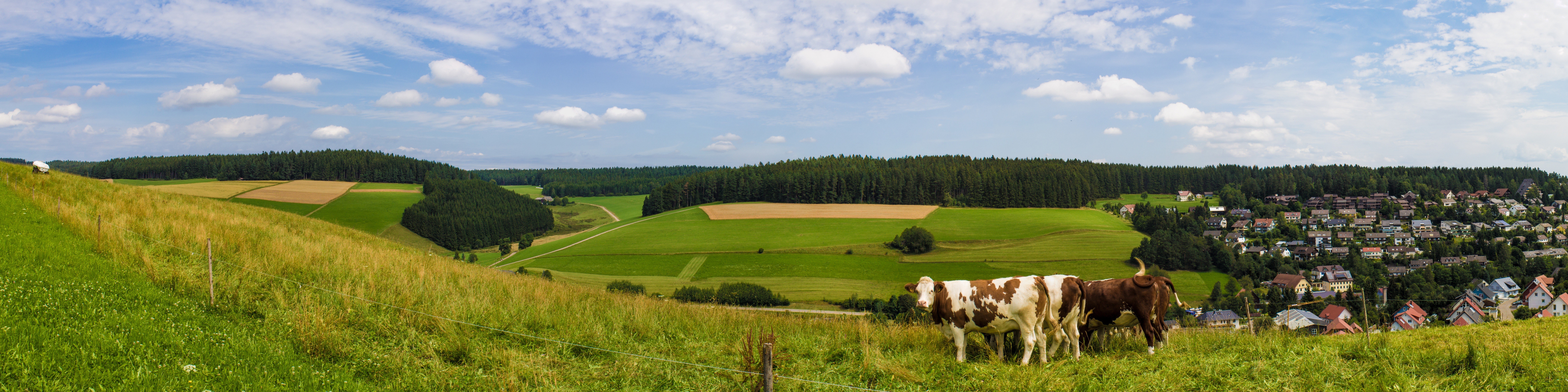 Cows in a green valley