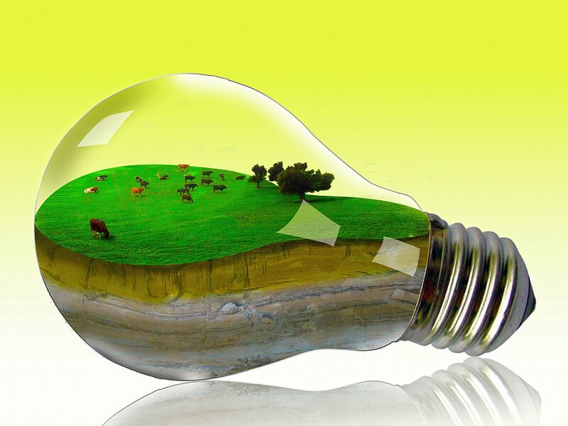 Cows in a Light Bulb