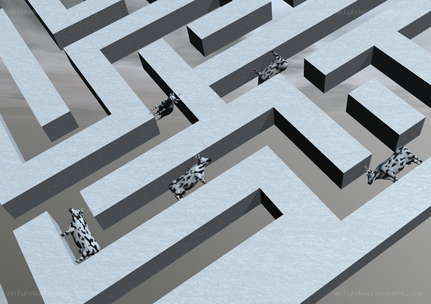cows in a maze