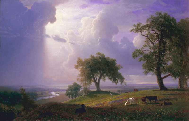 Cows in a Meadow — Purple