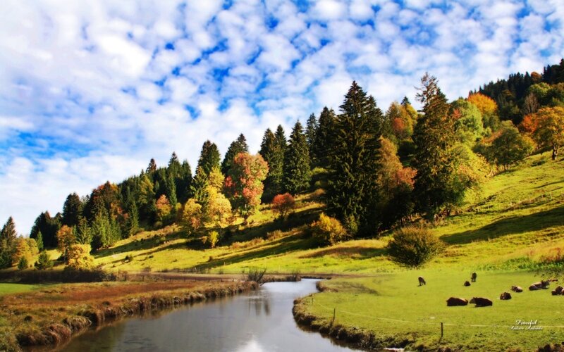 Cows in a Meadow