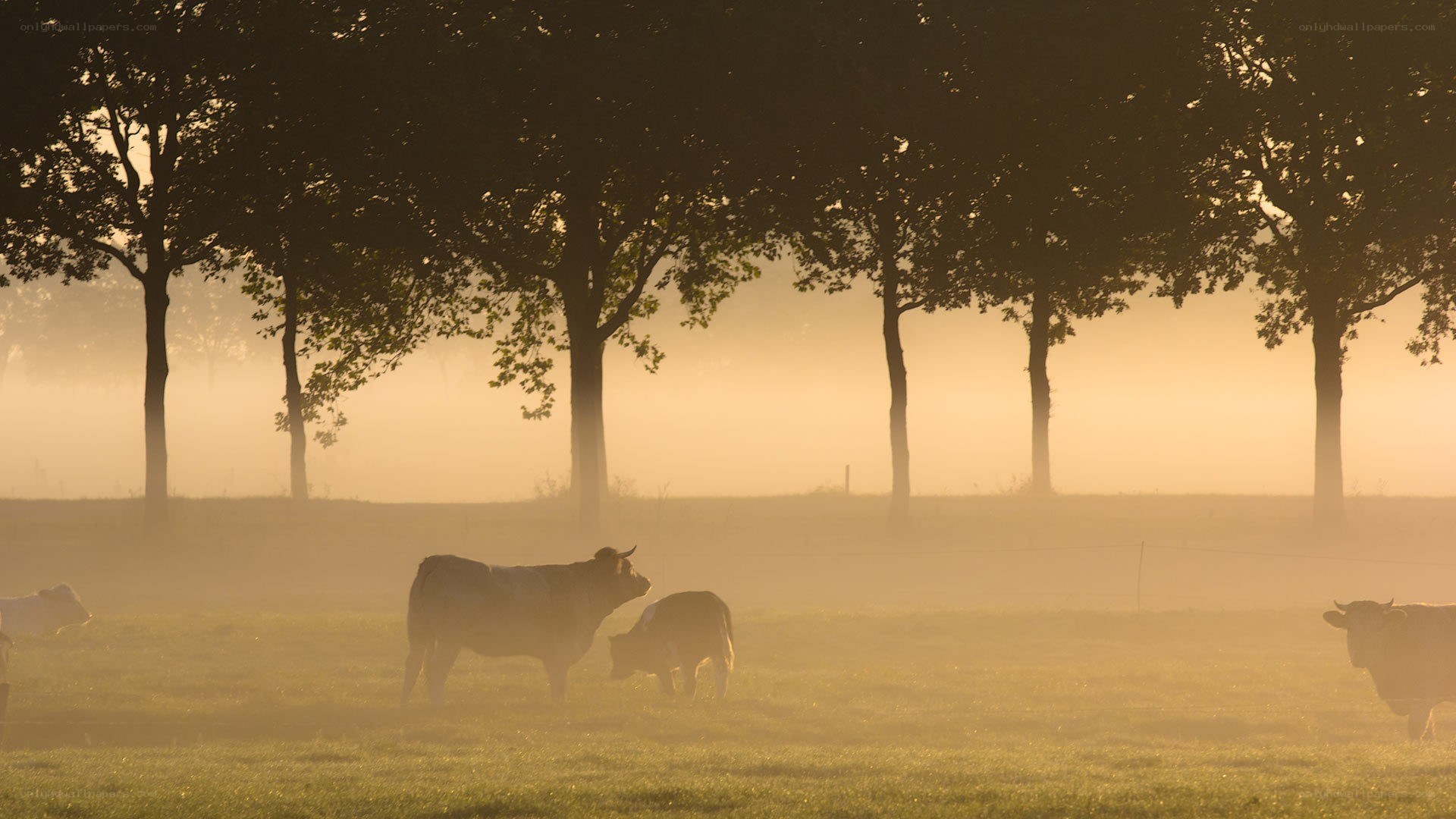 Cows in a misty field