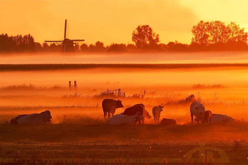 Cows in a misty field at sunrise