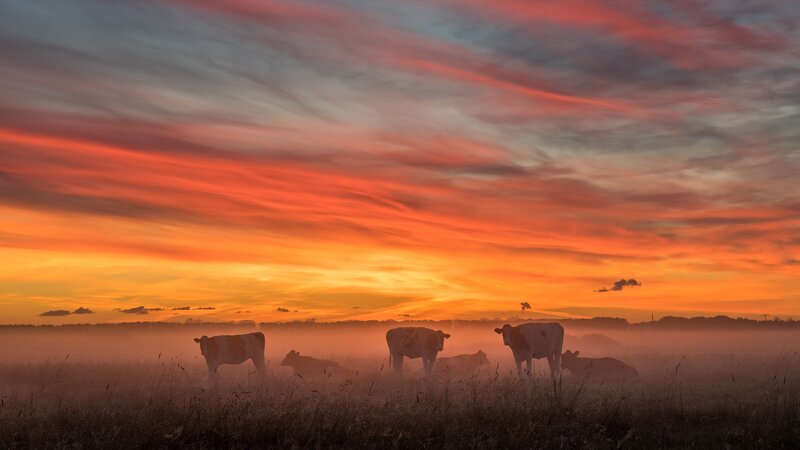 Cows in a Misty Field — Orange