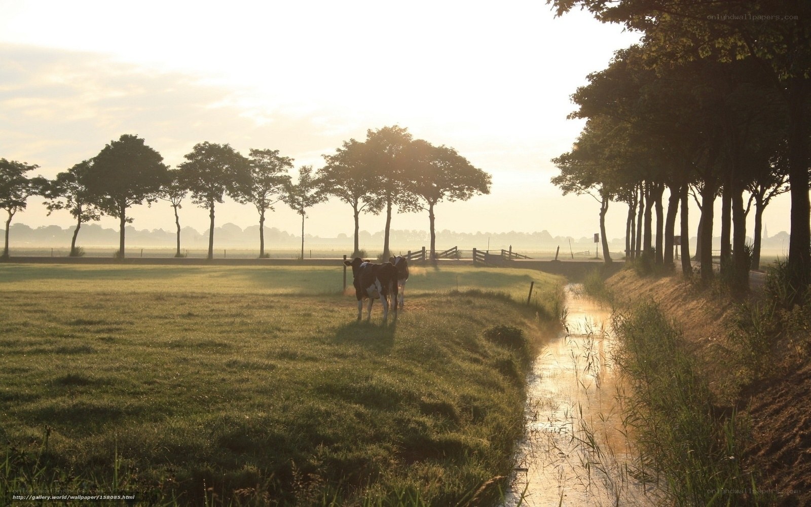 Cows in a misty field