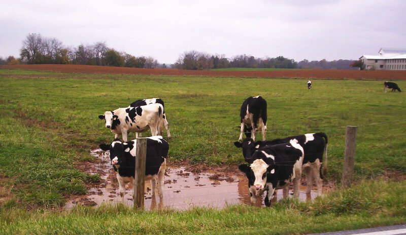 Cows in a muddy field