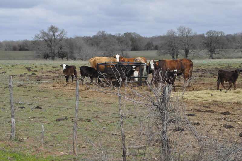 Cows in a Pasture — Brown, Calm