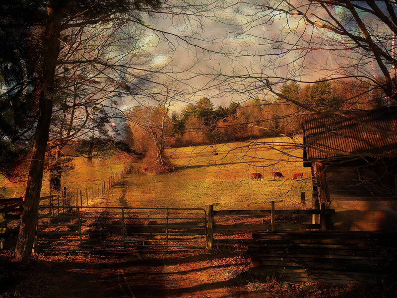 Cows in a Pasture — Brown