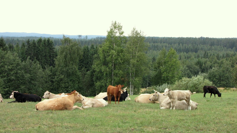 Cows in a Pasture — Green, Calm