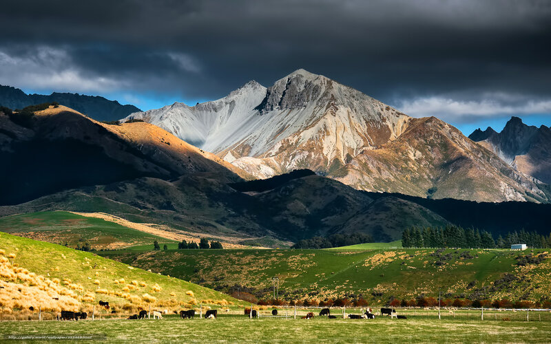 Cows in a Pasture — Green, Dramatic