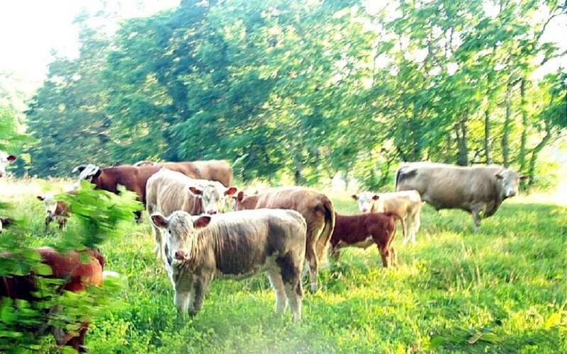 Cows in a Pasture — Green, Serene, Afternoon, Photograph
