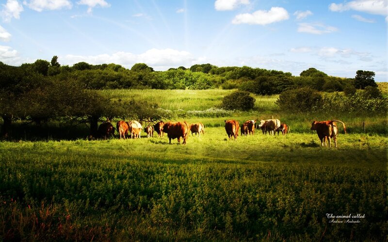 Cows in a Pasture — Green, Serene, Afternoon, Photograph, Trees
