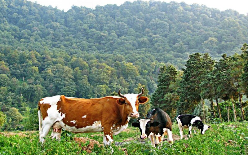 Cows in a Pasture — Green, Serene, Afternoon