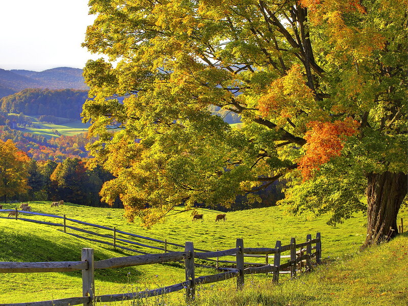 Cows in a Pasture — Green, Serene, Autumn
