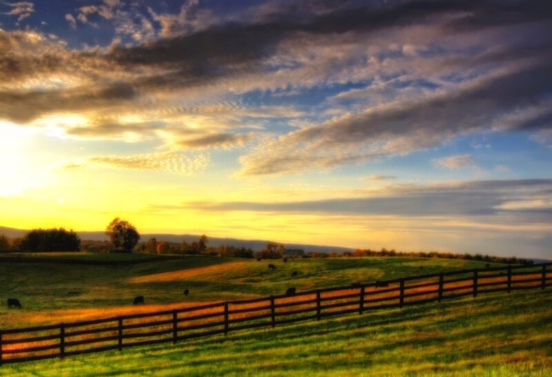 Cows in a Pasture — Green, Serene, Sunset