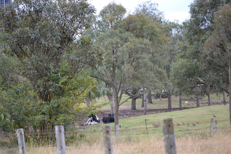 Cows in a Pasture — Green
