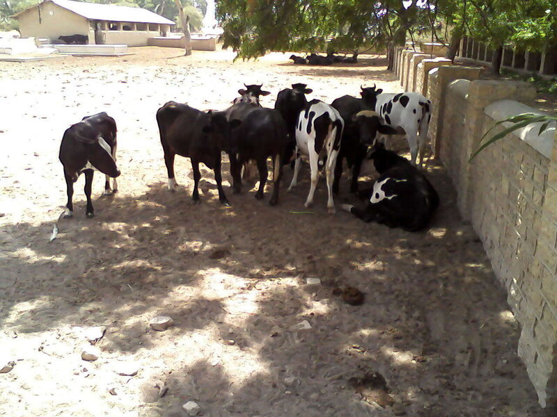 Cows in a shaded enclosure
