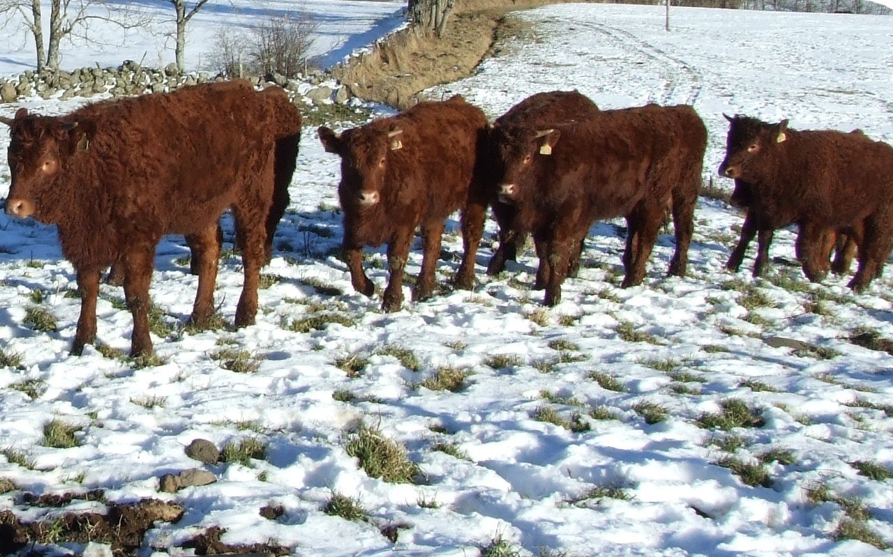 Cows in a snowy field