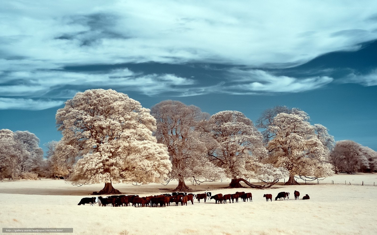 Cows in a snowy field