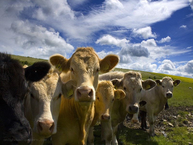 Cows in a sunny field