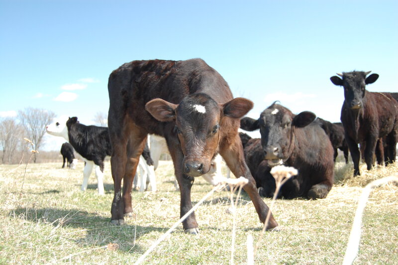 Cows in a sunny field