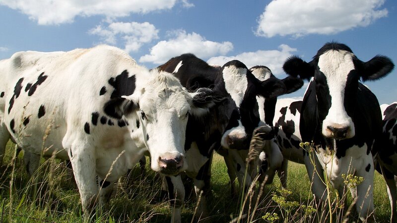 Cows in a sunny field