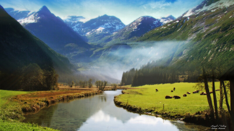 Cows in a Valley — Green, Serene, Morning