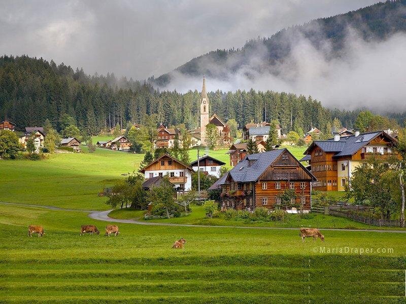 Cows in a Valley — Green, Serene