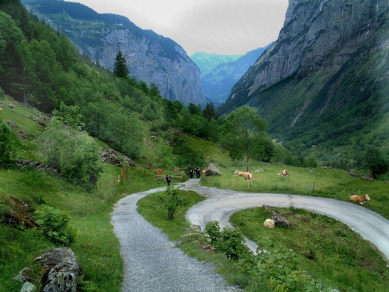 Cows in a Valley — Green