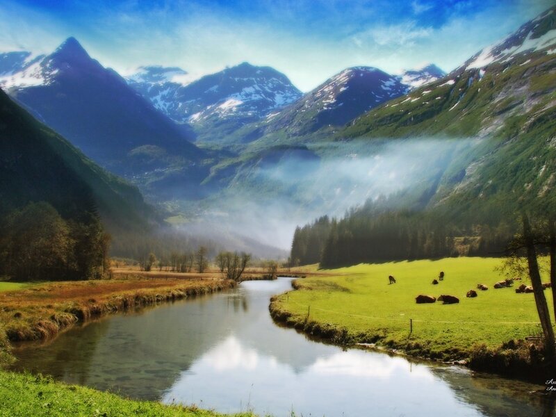 Cows in a Valley