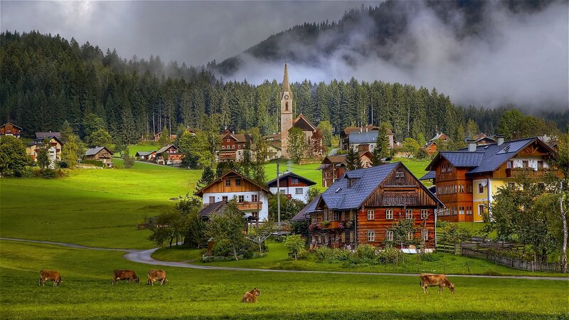 Cows in a Village