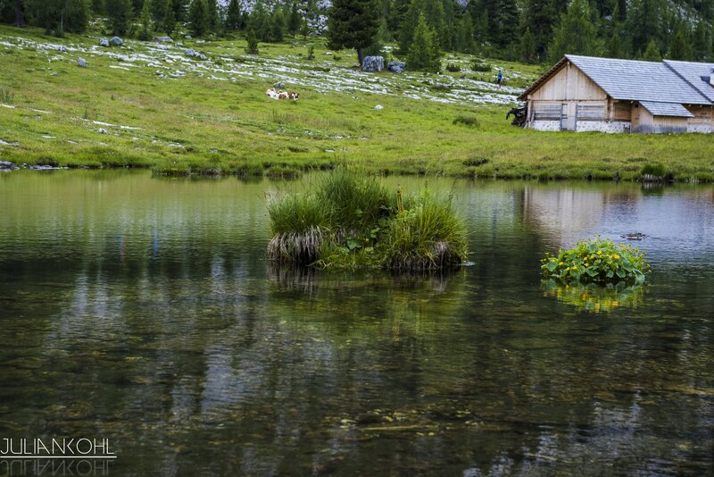 Cows in Alpine Meadow — Green, Serene, Afternoon