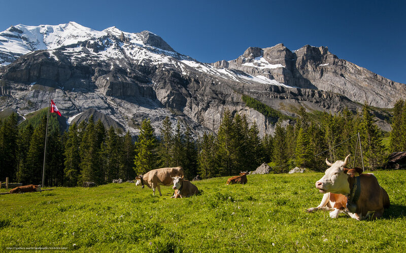 Cows in Alpine Meadow — Green, Serene