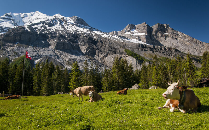 Cows in Alpine Meadow — Green