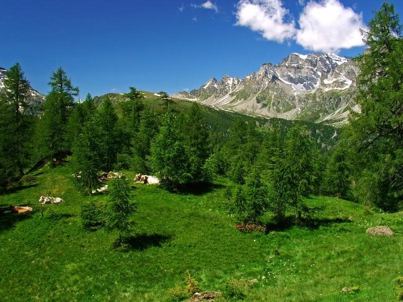 Cows in Alpine Meadow