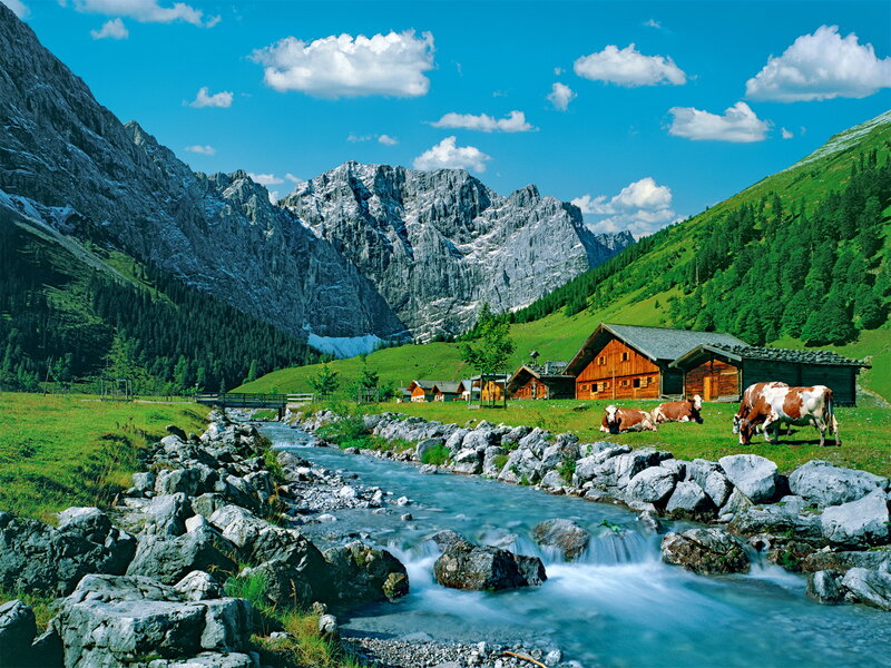 Cows in Alpine Valley