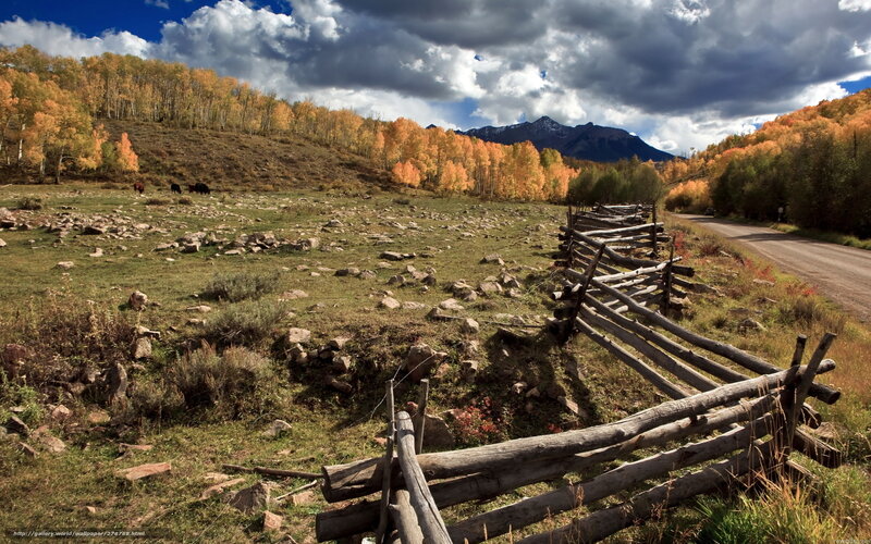 Cows in Autumn Field — Orange, Dramatic