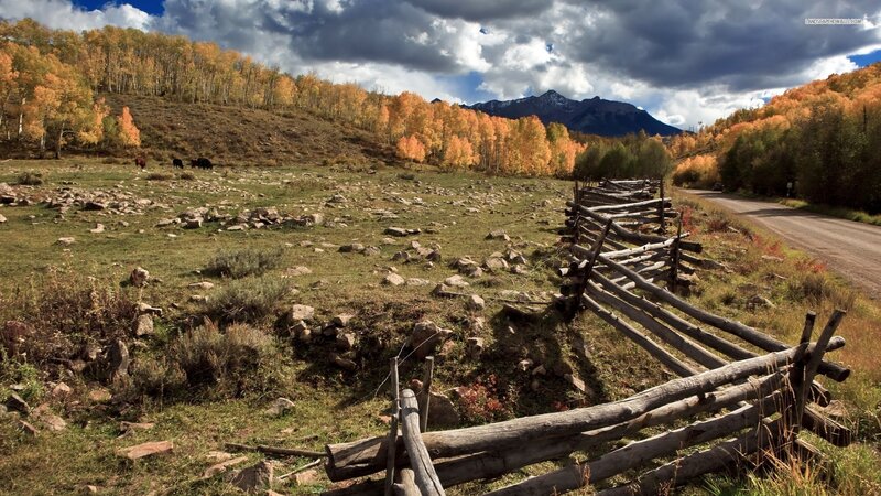 Cows in Autumn Field — Orange