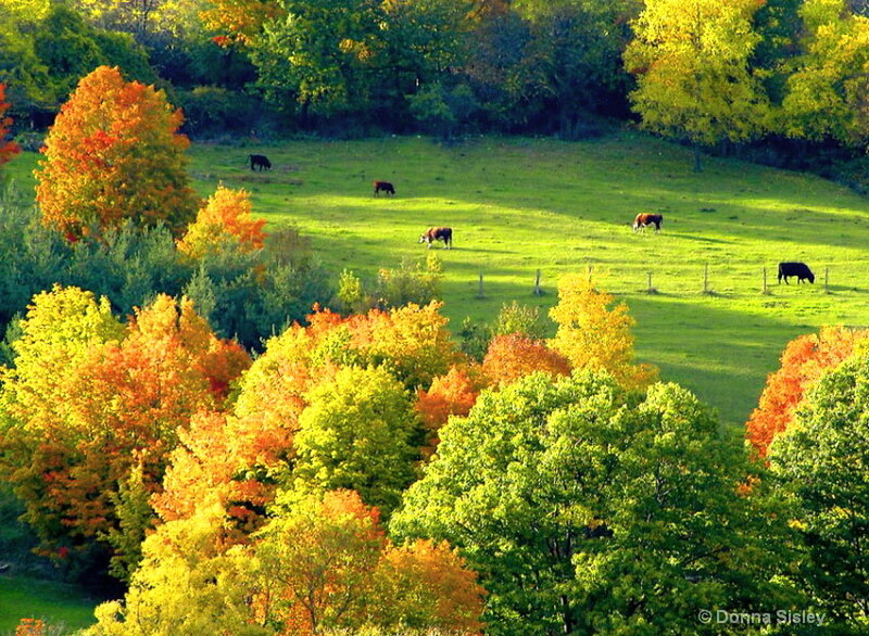 Cows in Autumn Field