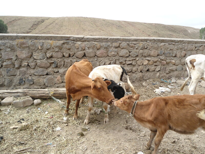 Cows in Enclosure