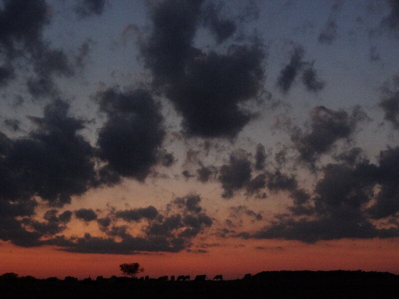 Cows in Field at Dusk