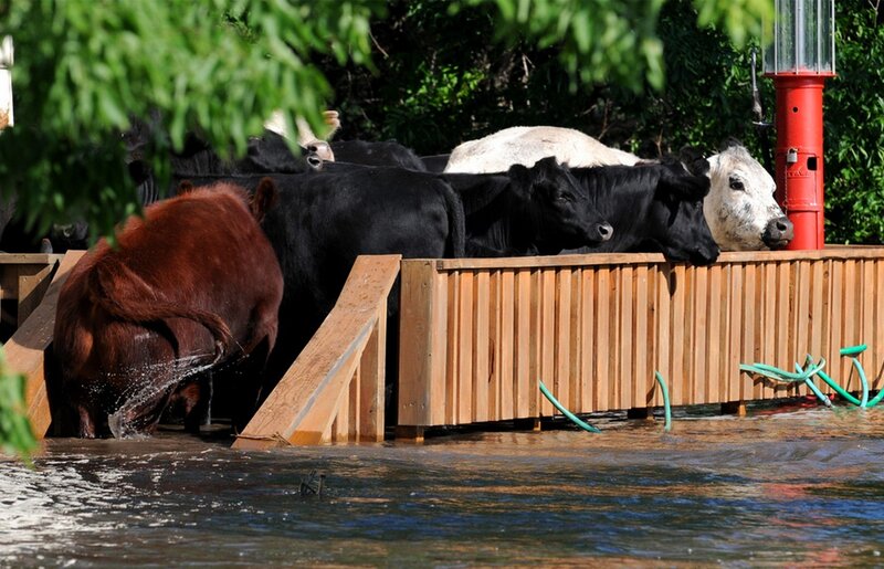 Cows in floodwaters
