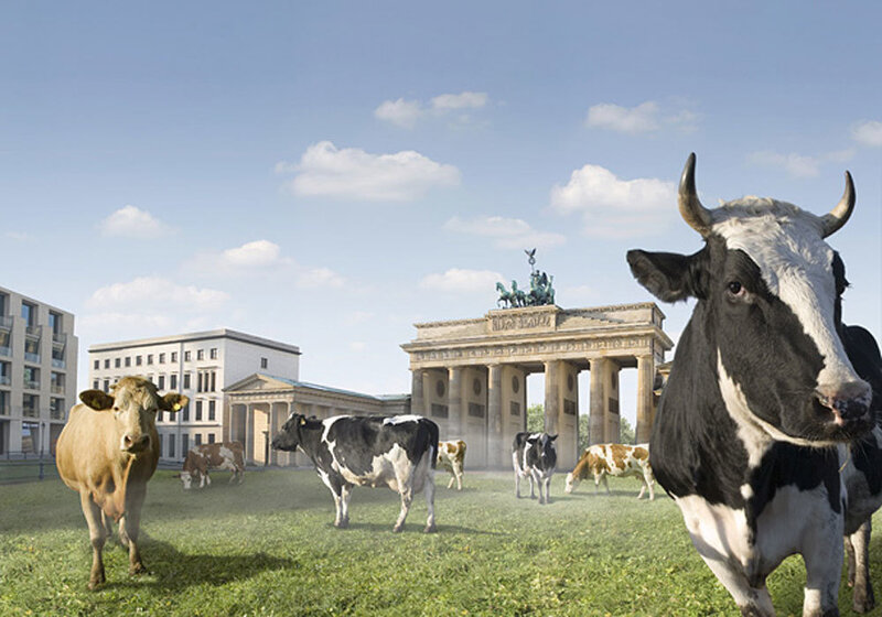 Cows in Front of Brandenburg Gate