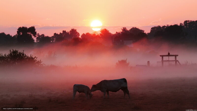 Cows in morning mist