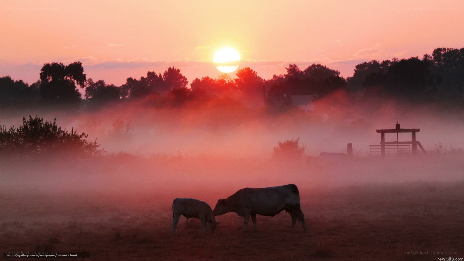 Cows in morning mist