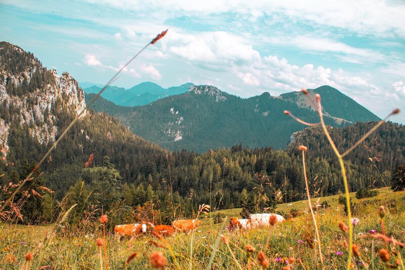 Cows in Mountain Meadow